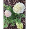 Hortenzie latnatá 'Limelight®'  Hydrangea paniculata 'Limelight®'
