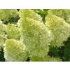 Hortenzie latnatá 'Limelight®'
