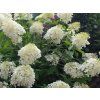 40356 4 40356 4 40356 4 phantom