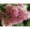 Hortenzie latnatá 'Vanille-Fraise'®