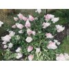 Hortenzie latnatá 'Vanille-Fraise'®
