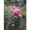 Hortenzie stromečkovitá 'Pink Annabelle'