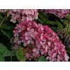 Hortenzie stromečkovitá 'Pink Annabelle'