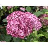 Hortenzie stromečkovitá 'Pink Annabelle'