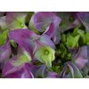 Hydrangea Early Blue (1)