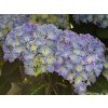 Hydrangea Early Blue