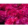 Hydrangea Hot Red