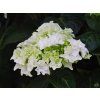 Hydrangea macrophylla White Wave