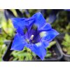 Hořec bezlodyžný - Gentiana acaulis hort.