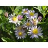 Hvězdnice 'Stardust' - Aster ageratoides 'Stardust'  Aster ageratoides 'Stardust'