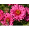 510 Aster 20novae angliae 20Andenken 20an 20Alma 20Poetschke Raublatt Aster 1