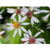 Hvězdnice rozkladitá - Aster divaricatus  Aster divaricatus