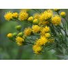 Linalapis astras 4aadeda1a90f45d391b63630a6033fad