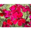 Hvozd�k kropenat� �Leuchtfunk� - Dianthus deltoides �Leuchtfunk� (Balen� kontejner p11)