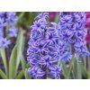 Hyacint 'Blue Jacket' (Balení cibule 15/16 - 5 ks)