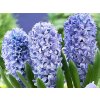 Hyacint 'Delft Blue' (Balení cibule 16/17 - 5 ks)