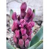 Hyacint 'Woodstock' (Balení cibule 15/16 - 5 ks)