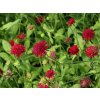 Chrastavec makedonský 'Red Knight' - Knautia macedonica 'Red Knight'