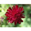 Chrastavec makedonský 'Red Knight' - Knautia macedonica 'Red Knight'