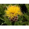Chrpa žlutokvětá - Centaurea macrocephala  Centaurea macrocephala