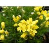 draba2