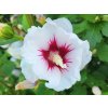 Ibi�ek syrsk� �Red Heart� (Balen� kontejner C7,5, Tvar ke�, v��ka 80-100 cm)