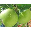 Jabloň 'Granny Smith'