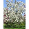 Jabloň okrasná 'Red Sentinel'
