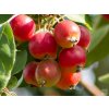 Jabloň okrasná 'Red Sentinel'