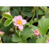 Fragaria Pink Panda