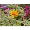 Heliopsis helianthoides