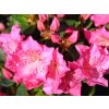 Japonská azalka 'Katja'