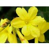 jasmin