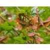 Acer campestre (1)