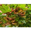 Acer campestre (2)