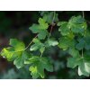 acer campestre 11edma