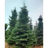 Abies nordmandianna 59.999,