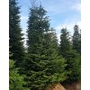 Abies nordmandiana 15(2)