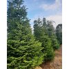 Abies nordmandianna 15