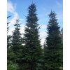 Abies nordmandianna 25