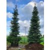 Abies nordmanniana6