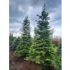 Abies nordmanniana42