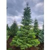 Abies nordmannina33