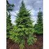 Abies nordmanniana27