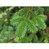 Abies nordmanniana detail (2)