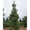 Jedle kavkazská 'Robusta'