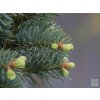 Jedle plstnatoplodá 'Compacta'  Abies lasiocarpa 'Compacta'