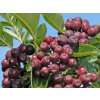 sorbus burka 1