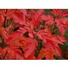 sorbus burka