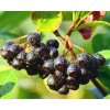 Je��b �ern� �Nero� (Balen� kontejner C11)